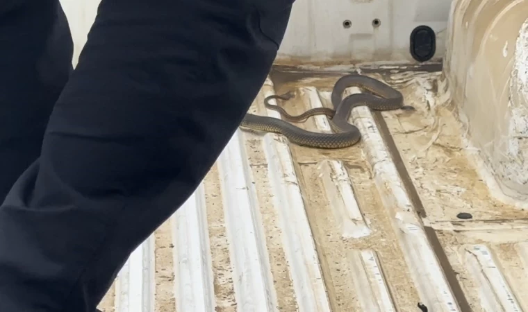 Aracının içine giren yılanı böyle uğurladı: ”Bir daha gelme arkadaşım”