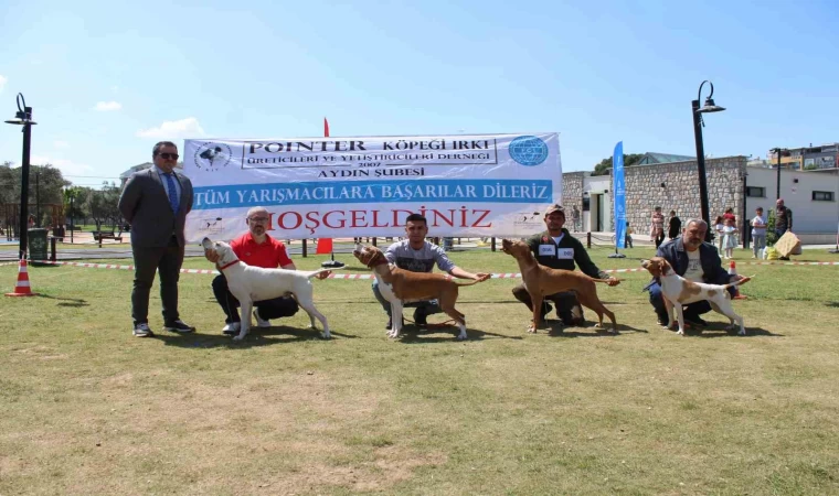 Aydın’da köpekler podyuma çıktı