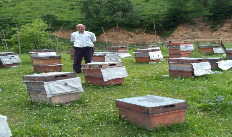 Ayılar arıcılara zor günler yaşatıyor