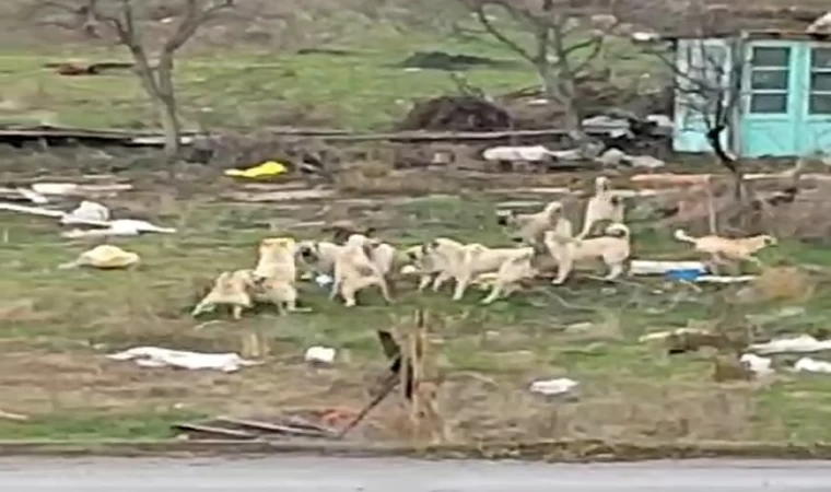 Başıboş sokak köpekleri Sazova’da korku saçıyor