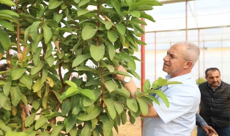 Başkan Özçelik: ”Tropikal meyve seramız tarımsal turizm ve eğitimine katkı sağlayacak”