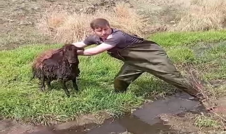 Bataklığa saplanan koyunu kurtardılar