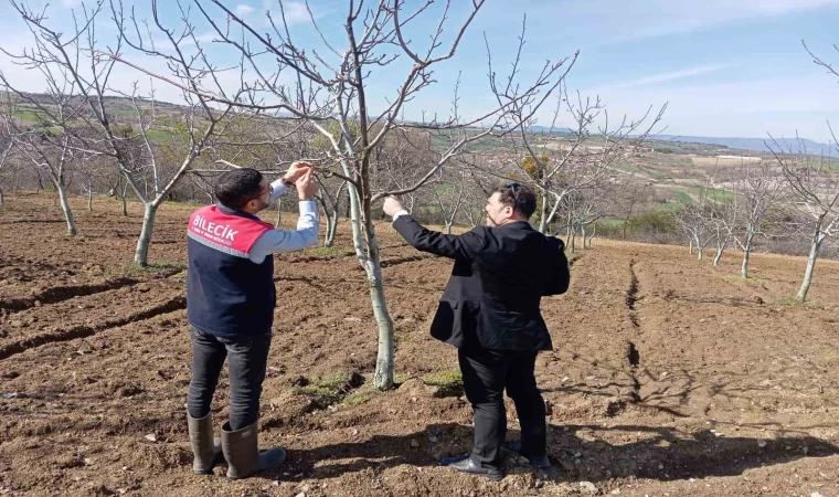 Bilecik’te don afeti sonrası hasar tespit çalışmaları devam ediyor