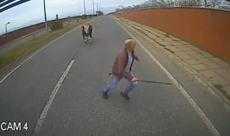 Boğanın kovaladığı şoför: ’’Erkekliğin yüzde 90’ı kaçmaktır’’