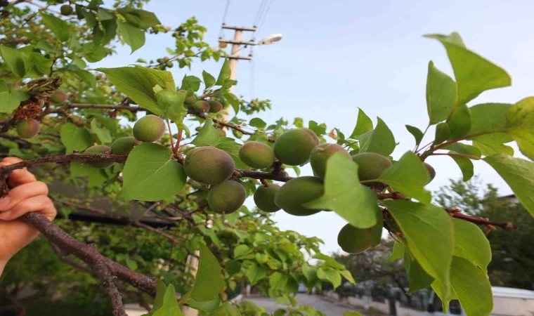 Burhaniye’ de kayısı bereketi yaşanıyor