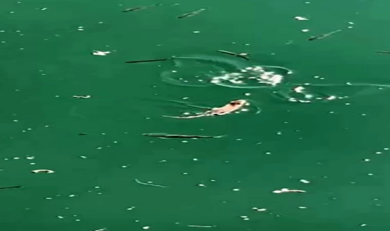 Çanakkale’de sıra dışı anlar