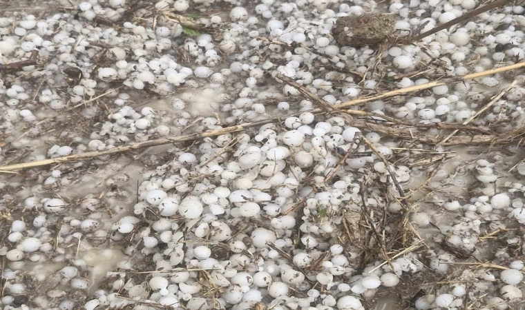 Ceviz büyüklüğünde dolu yağdı, 700 dekar tarım arazisi zarar gördü