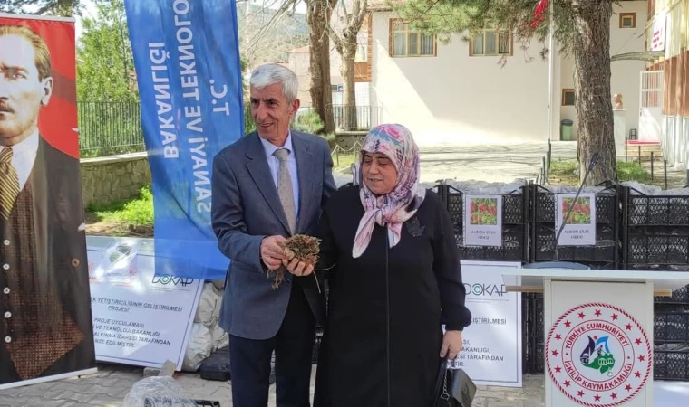 Çiftçilere 140 bin adet çilek fidesi dağıtıldı