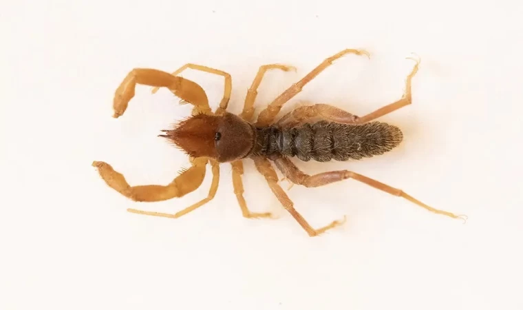 Cilo-Sat Dağlarında yeni böğü türü keşfedildi