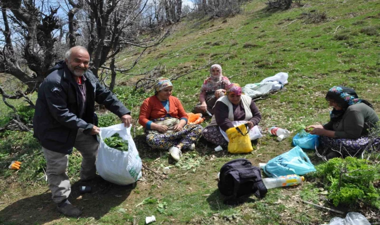 Dağlarda doğal olarak yetişen pancarlar yüzlerce aileye geçim kaynağı oluyor