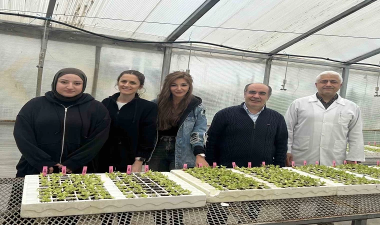 Dayanıklı marul yetiştirilmesi projesine destek