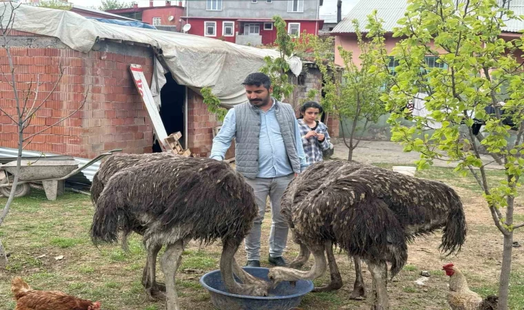 Deve kuşları Tuzluca’nın yeni maskotları oldu
