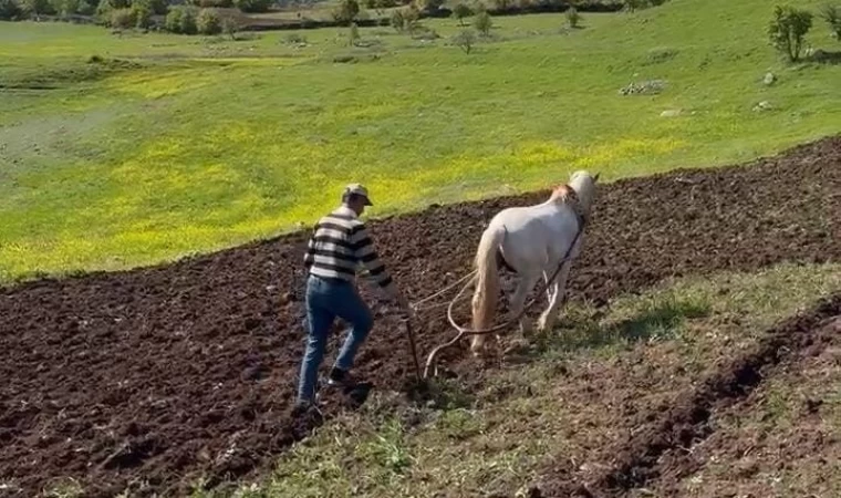 Dicle’nin bereketli topraklarında geleneksel tarım