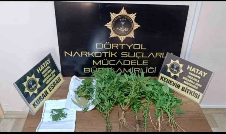 Dörtyol’da hint keneviri operasyonu