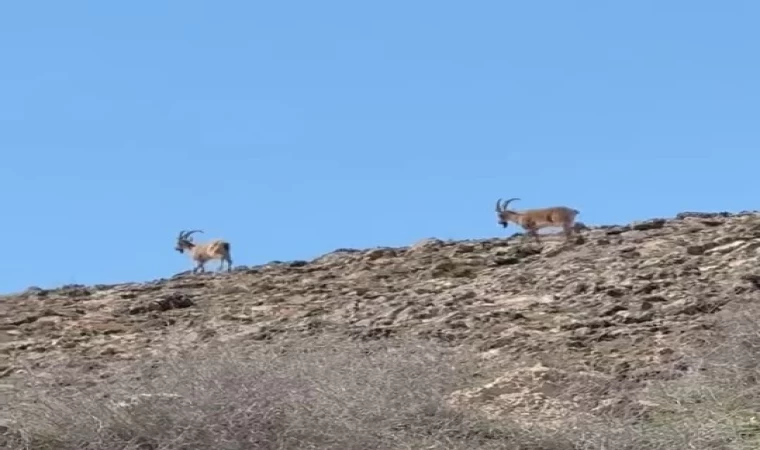 Elazığ’da dağ keçileri görüldü