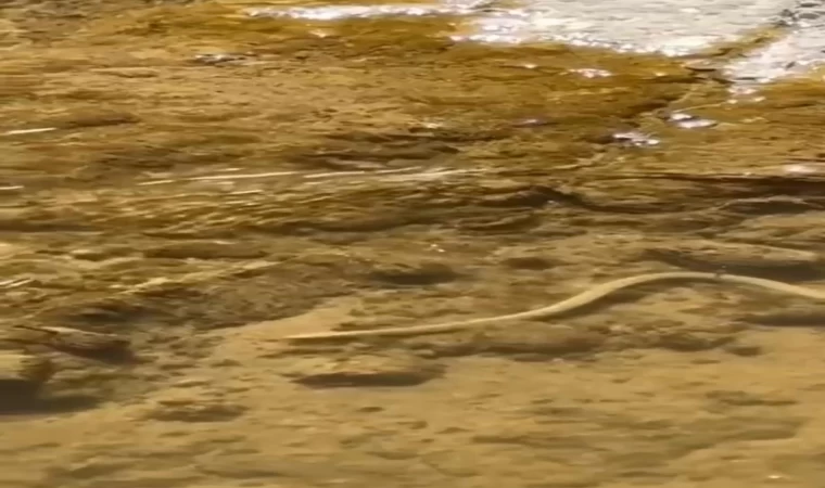 Elazığ’da su yılanı balık avlarken görüntülendi