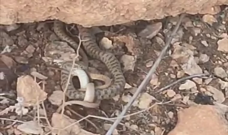 Engerek yılanı avlanırken görüntülendi