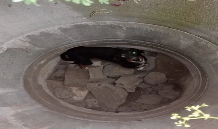 Erzin’de kuyuya düşen köpeği itfaiye kurtardı
