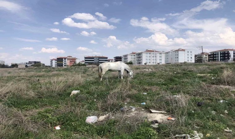 Eskişehir’de başıboş atlar