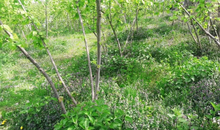Fındık bahçelerinde bakım işlemlerinin önemi