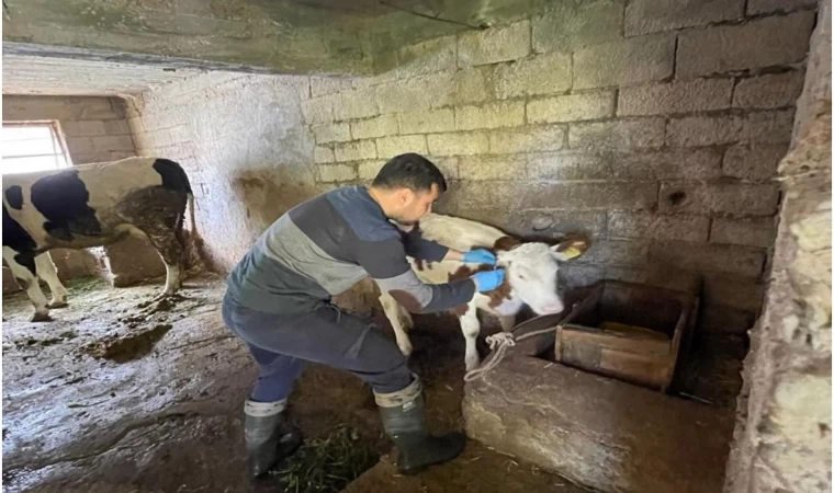 Gazipaşa’da gıda ve hayvan sağlığı denetimi