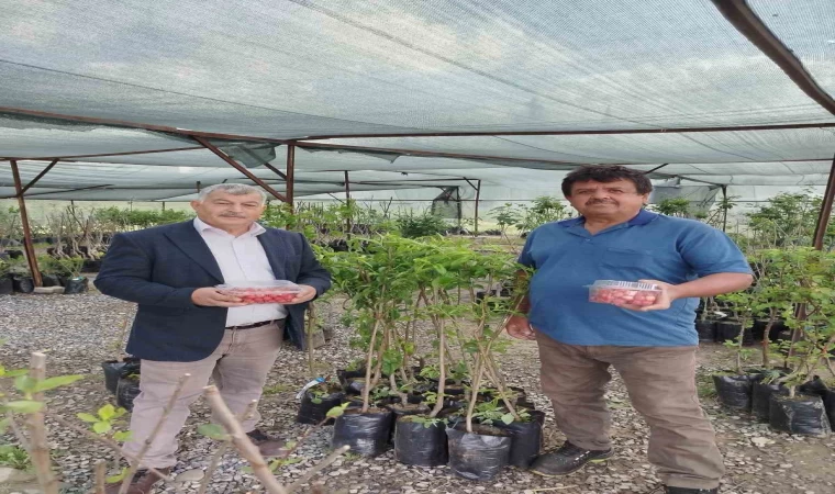 Gazipaşa’da sezonun ilk kiraz hasadı yapıldı