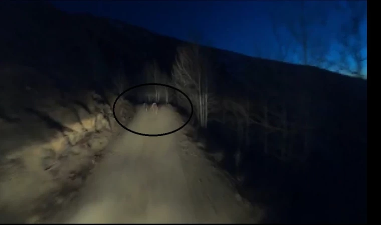 Gece motosikletin önünde koşan iki ayı görüntülendi