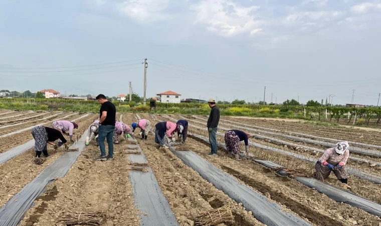 Girişimci kardeşler 10 çeşit üzüm bağ çubuğu yetiştirmeye başladı