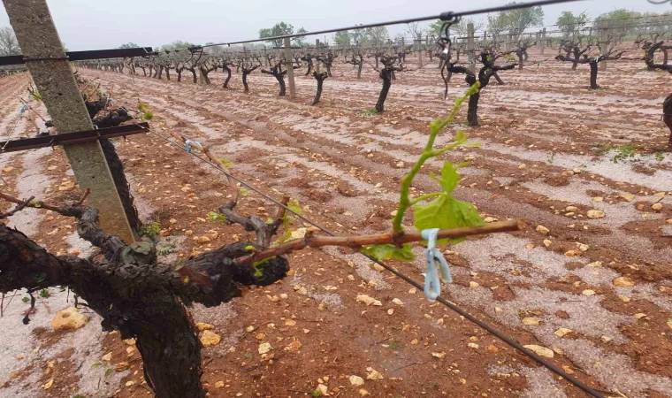 Güneyli çiftçilerin umudu başka bahara kaldı