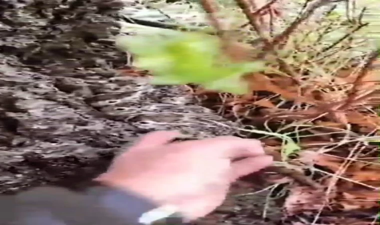 Hayvanlarını otlatan çoban, gördüğü yeni doğan tavşan yavrularını korumaya aldı