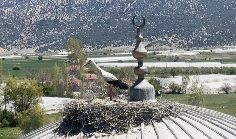 Her yıl aynı caminin kubbesine yuva yapan leylek cemaatin ilgi odağı oldu