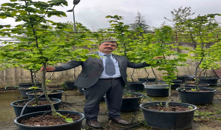 İklim değişikliği fındık tarımını tehdit ediyor