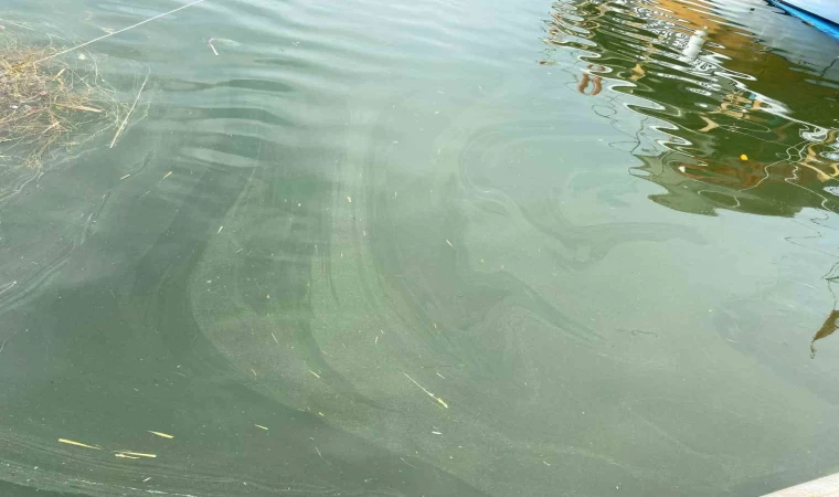 İlçe Tarım Müdürülüğü ekipleri Köyceğiz Gölü’nde inceleme yaptı