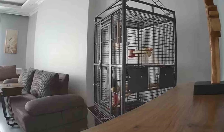 İstanbul’daki depremi hisseden papağan kafesten kurtulmaya çalıştı