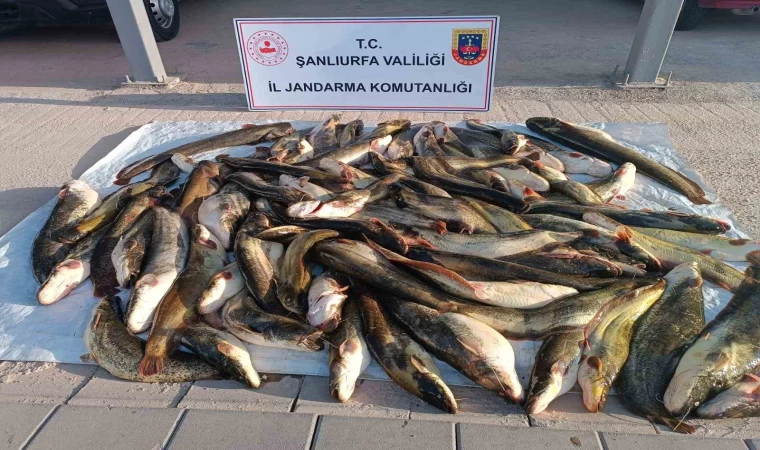 Jandarmadan kaçak avcıya 24 bin lira ceza