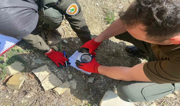 Karaçam ormanlarında çam kabuk böceği ile mücadele