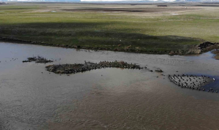 Kars’ta onlarca karabatak dinlenirken görüntülendi
