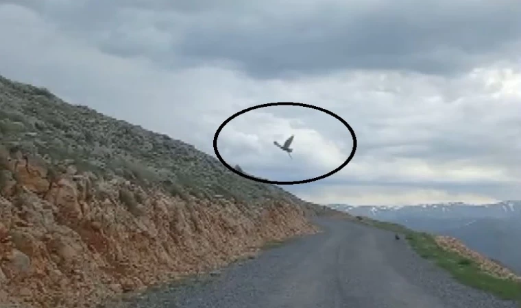 Kartalın yılan avı cep telefonu kamerasına yansıdı