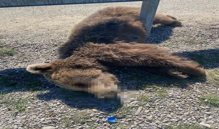 Kastamonu’da aracın çarptığı anne ve yavru ayı telef oldu