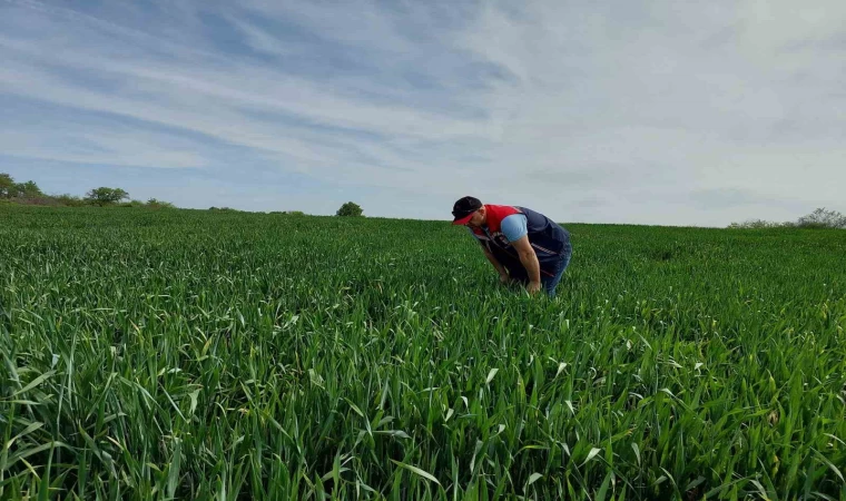 Keşan’da süne sürvey çalışmaları devam ediyor