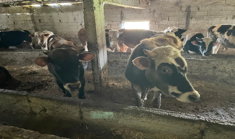 Kırklareli’nde 12 kaçak hayvan yakalandı