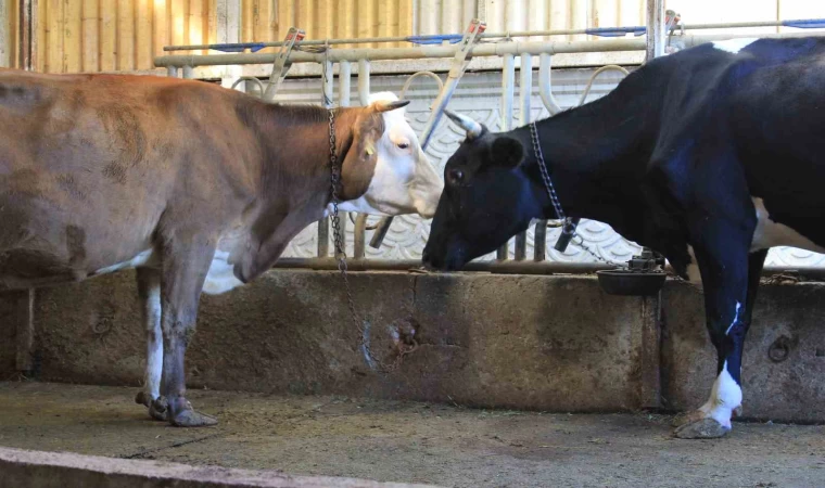 Kırmızı Et Üreticileri Birliği, Güney Amerika’dan hayvan ithalatı planlıyor