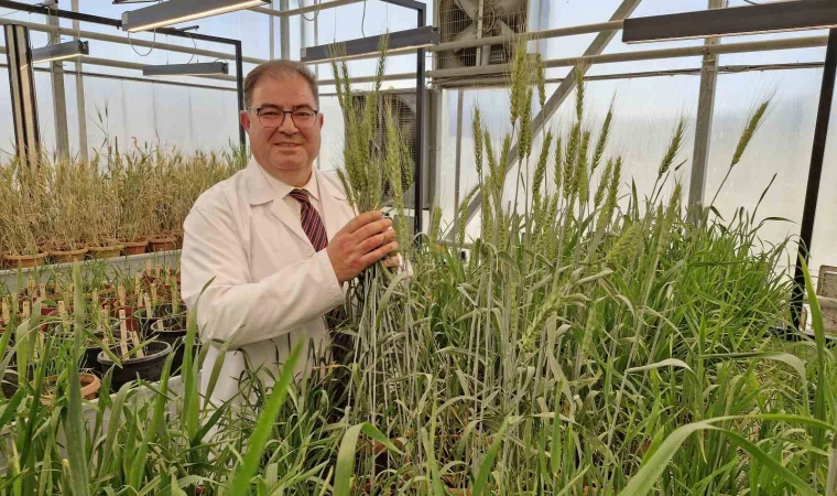 KMÜ, buğdayda tohum geliştirme süresini 8 yıldan 2 yıla düşürdü