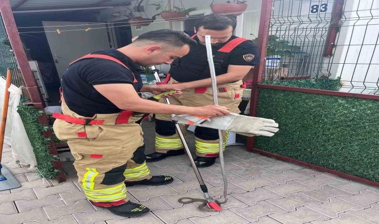 Konteynere giren yılanı itfaiye yakaladı