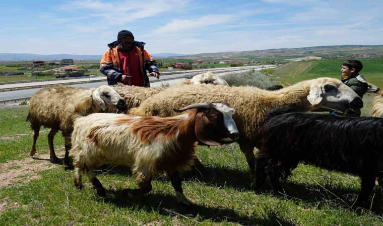 Küçükbaş hayvanların peşinde geçen ömür: ”Çocuklarımız gibi bakıyoruz”