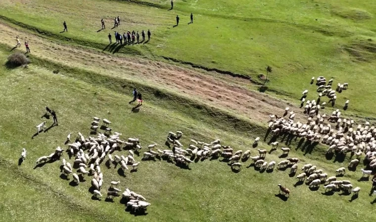 Kuzuların anneleriyle buluşması renkli görüntülere sahne oldu