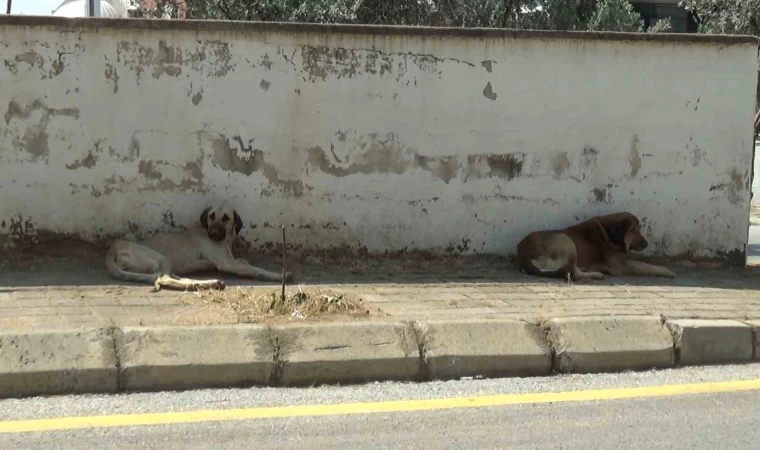 Mahalle sakinleri başıboş köpeklerden tedirgin