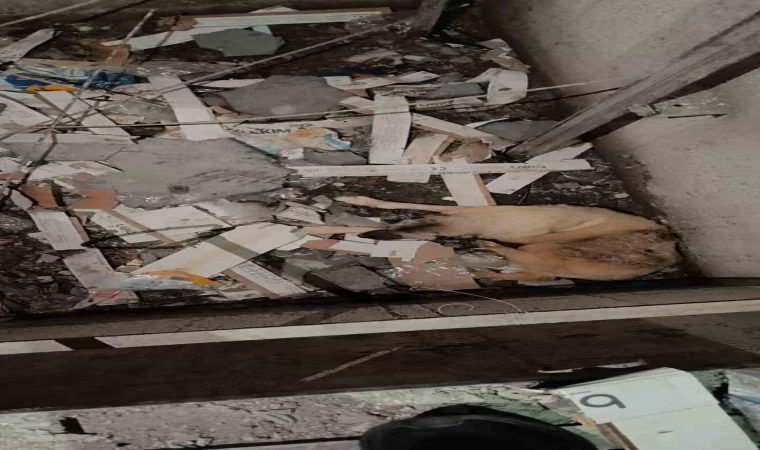 Mardin’de asansör boşluğuna düşen köpek kurtarıldı