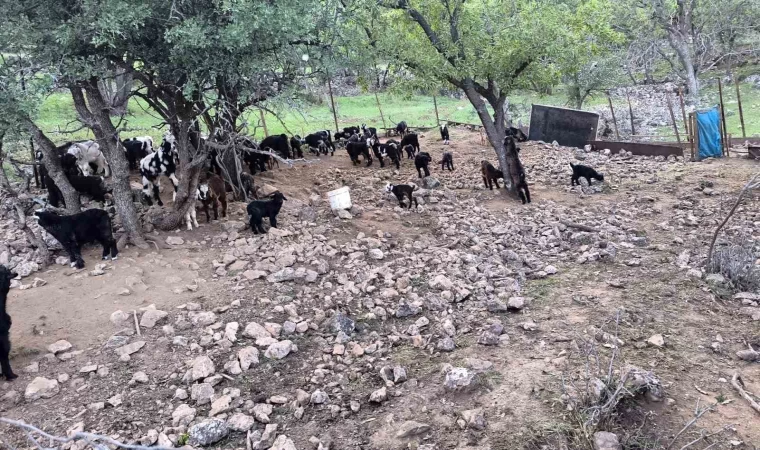 Mardinli besici, hayvanlarını barındırdıkları yerden tahliye etmek için belediyeden ek süre bekliyor