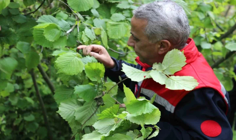 Müdür Sağlam: ”Yüksek rakımdaki fındık alanlarımızda don zararı mevcut”